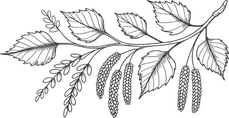 Detailed hand drawn birch branch with leaves and catkins line © Parvej