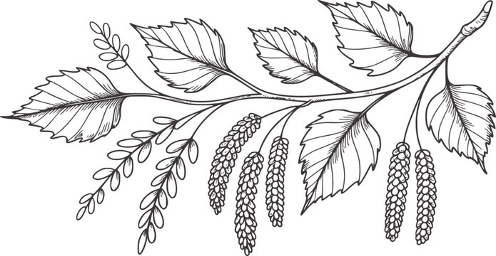 Detailed hand drawn birch branch with leaves and catkins line