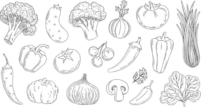Hand drawn black and white line vegetables collection outline