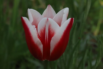 日本の春の庭に咲く白と赤のバイカラーのチューリップの花