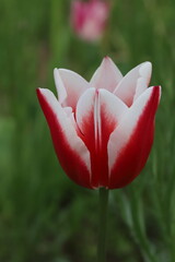 日本の春の庭に咲く白と赤のバイカラーのチューリップの花