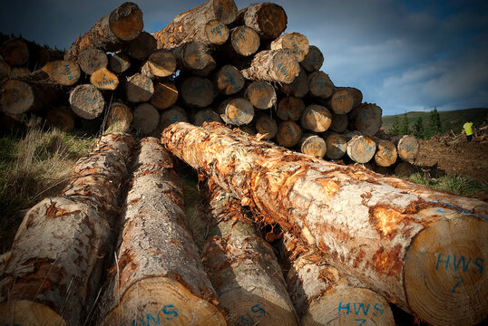 Sawn timber in NZ pine plantation