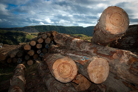 Sawn timber in NZ pine plantation