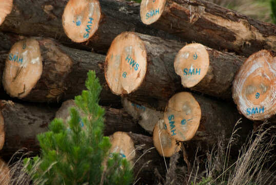 Sawn timber in NZ pine plantation