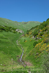Magnificent views from G&ouml;lyayla in Rize during the spring months. Streams in the mountainous regions. Streams formed by the melting glaciers in the highlands. Livestock farming in the highlands. Color