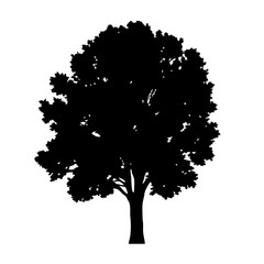 Fototapeta premium Download detailed black tree silhouette vector graphic for free nature and park design needs today