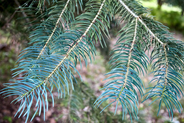 Abies concolor, the white fir, concolor fir or Colorado fir coniferous tree pine family Pinaceae. White Fir Abies concolor coniferous evergreen pine tree needles close-up over out of focus background