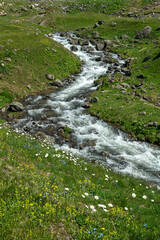 Fototapeta premium Magnificent views from Gölyayla in Rize during the spring months. Streams in the mountainous regions. Streams formed by the melting glaciers in the highlands. Livestock farming in the highlands. Color