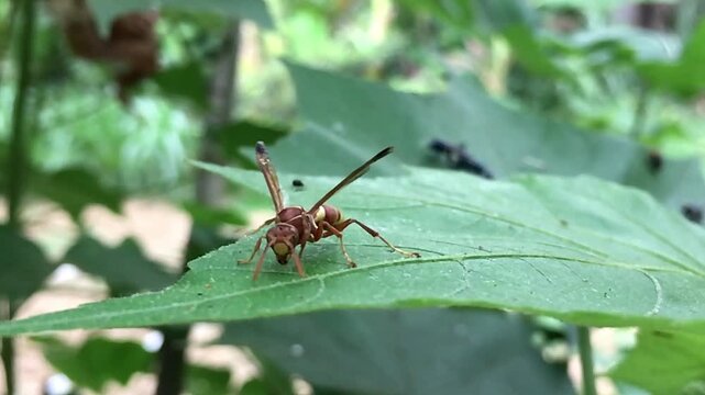 Macro close-up of a colorful wasp resting on a green leaf in natural habitat. Detailed texture, wildlife behavior, outdoor nature scene, biodiversity and ecological balance concept.