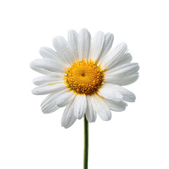 Fototapeta premium White daisy flower with yellow center and water droplets on black image, Isolated On Black Background, Png Transparent Background, Cut Out