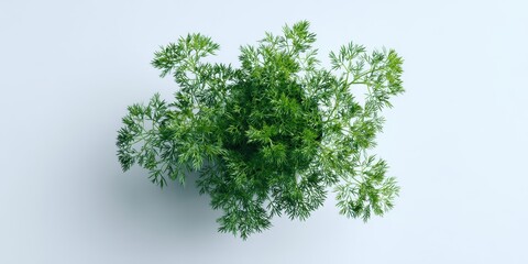 Obraz premium Fresh Curly Parsley Bunch, Vibrant Green, Top-Down on Clean White Surface, Healthy Cooking Ingredient.