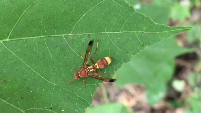 Macro close-up of a colorful wasp resting on a green leaf in natural habitat. Detailed texture, wildlife behavior, outdoor nature scene, biodiversity and ecological balance concept.