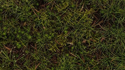 Close-up, overhead view of a dense, green forest floor covered in moss and pine needles, with dew drops reflecting light.