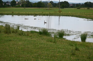 Auenprojekt Niederwissen bei Ilbenstadt