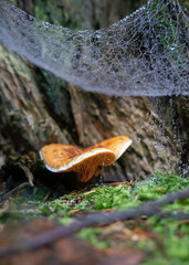 Leśny grzyb przykryty pajęczyną z kroplami rosy &ndash; makrofotografia.