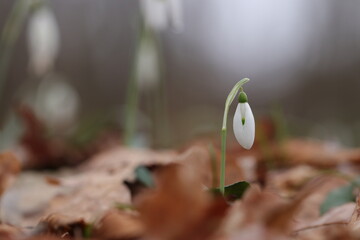 fiore di bucaneve nel bosco