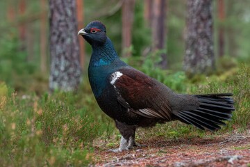 Majestic capercaillie in natural habitat among forest trees.