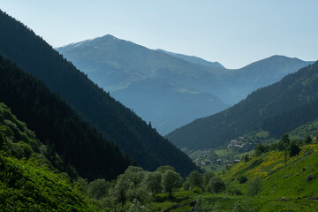 Fototapeta premium Stunning views from the İkizdere plateau in Rize. Magnificent forest and nature landscapes in the İkizdere district of Rize. Livestock farming in the highlands. Colorful flowers blooming on the platea