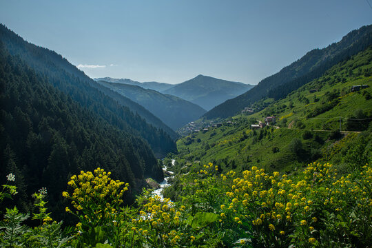 Stunning views from the İkizdere plateau in Rize. Magnificent forest and nature landscapes in the İkizdere district of Rize. Livestock farming in the highlands. Colorful flowers blooming on the platea