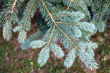 Blue spruce Picea pungens or green spruce Colorado spruce or Colorado blue spruce coniferous evergreen tree branches. Natural floral background of young fir tree branches.
