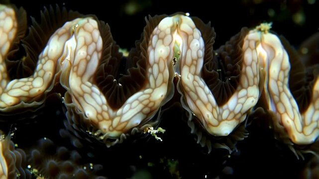 Macro view of Tridacna clam, opening, showing intricate pattern against black, for education