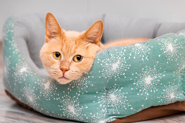 a ginger cat is lying in a bed. soft cat bed. cute cat in a bed. cat with big eyes. 