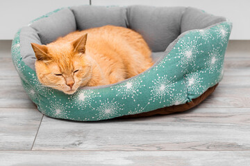 a ginger cat is lying in a bed. A cute cat is sleeping in a bed. soft cat bed. 