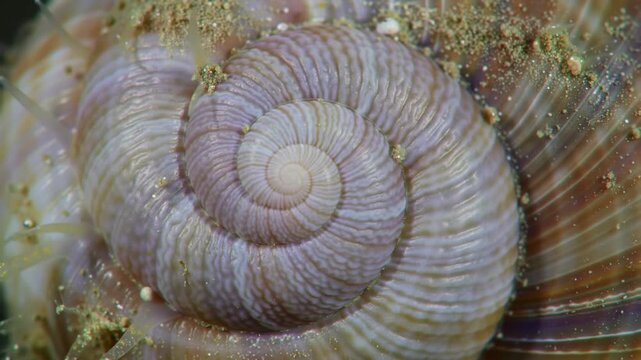 Close-up macro of a snail shell spiral with fine texture, details, and sand, nature-themed design