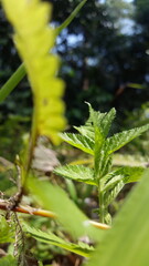 Light green textured plant leaf wallpaper. Shot in forest. World Wildlife Conservation Day is December 4th. Perfect for a tropical rainforest documentary.