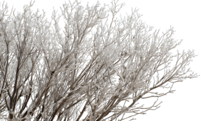 Close-up of bare tree branches heavily covered in white frost against a bright winter sky.