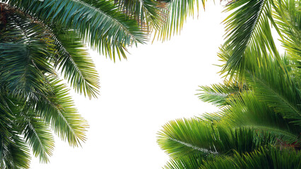 Obraz premium Lush green palm tree fronds framing a bright white sky, creating a tropical and natural border for text or design.