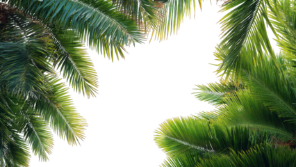 Lush green palm tree fronds framing a bright white sky, creating a tropical and natural border for text or design.