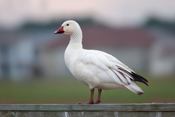 Serene snow goose on fence in tranquil outdoor setting.