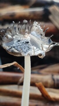 Coprinopsis lagopus mushroom growing naturally, showing delicate white hairy cap texture and fragile structure, highlighting unique fungal beauty on forest floor.