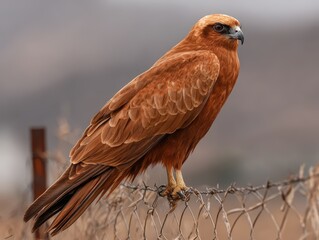 Western marsh harrier perched on a fence in natural habitat.