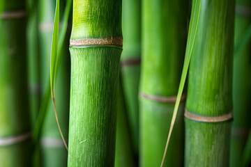 Obraz premium Close-up of vibrant green bamboo stalks with textured surfaces and delicate leaves, symbolizing strength and tranquility in nature.