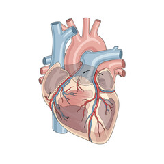 Human heart anatomy diagram illustration