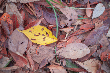 黄色い虫食いの落ち葉