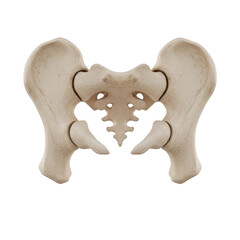 Human Pelvis Bone Anatomy Skeleton Structure pelvic bone