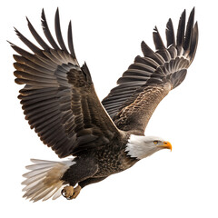 Fototapeta premium Majestic Bald Eagle in Flight