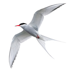 Fototapeta premium An Arctic Tern in graceful flight against a dark background.