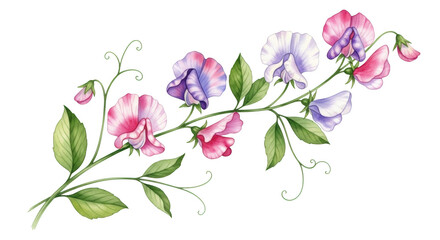 Pink and purple sweet pea flowers on a vine image