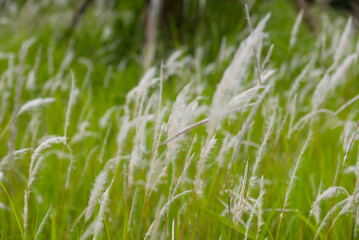 White plume grass (Saccharum spontaneum, Poaceae) swaying in a green field, airy seedheads with soft bokeh background, photographed in Vietnam.