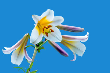 royal lily © waechter-media.de