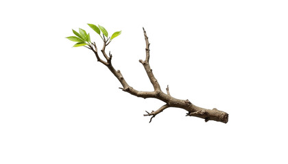 A single, aged tree branch sprouting vibrant, fresh green leaves against a stark, dark backdrop.