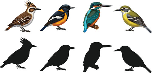 Collection of colorful wild birds and their black silhouettes isolated on white background including kingfisher hoopoe and songbird for nature design © farzana