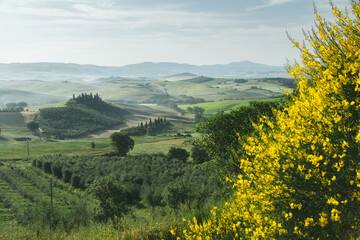 Tuscany rolling hills landscape with blooming flowers at sunrise, Val d'Orcia, Italy
