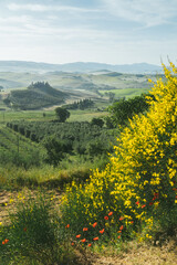 Tuscany rolling hills landscape with blooming flowers at sunrise, Val d'Orcia, Italy