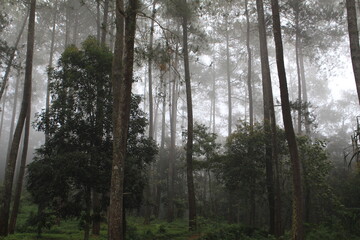 Foggy Forest Landscape with Towering Pine Trees and Soft Morning Mist Creating a Quiet, Atmospheric...