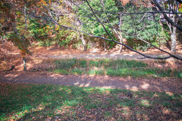 秋の遊歩道